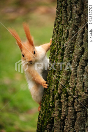 Red Squirrel on Tree trunk 141885705