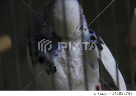 セキセイインコの毛引き症 セキセイインコの毛引き症 141885789