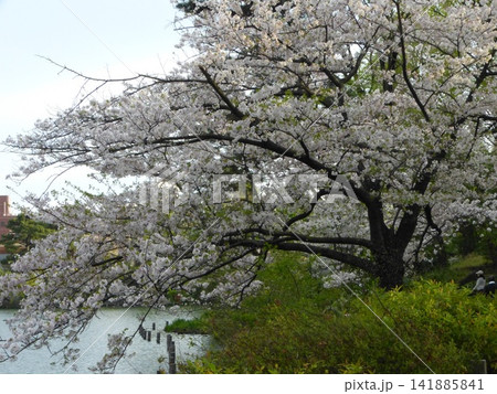 大田区立洗足池公園  東急池上線洗足池駅　東京都大田区南千束　東京都指定名勝　 141885841
