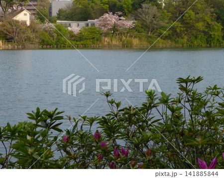 大田区立洗足池公園  東急池上線洗足池駅　東京都大田区南千束　東京都指定名勝　 141885844