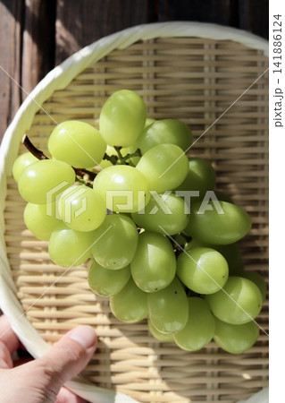 竹ザルに乗せた訳ありだけど美味しい家庭用シャインマスカット 141886124