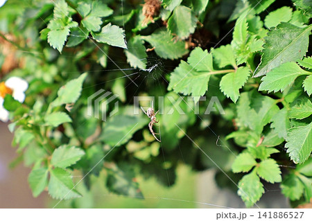 Garden Orb-Weaver Spider Resting in Web Among Green Foliage. Garden Orb-Weaver Spider Resting in Web Among Green Foliage. 141886527