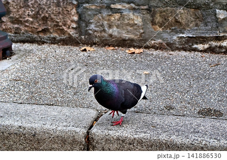 Dark Iridescent Pigeon Standing on Concrete Steps with Stone Wall Background. Dark Iridescent Pigeon Standing on Concrete Steps with Stone Wall Background. 141886530