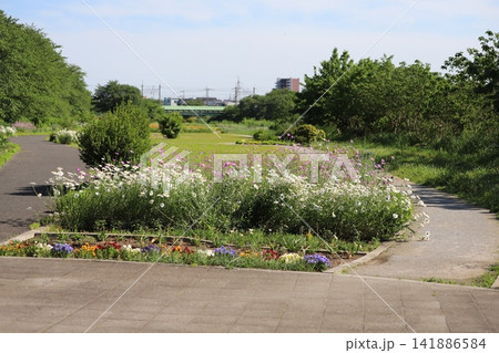 春の公園に咲く白いフランスギクの花とピンク色のムギセンノウなどの花々の風景 春の公園に咲く白いフランスギクの花とピンク色のムギセンノウなどの花々の風景 141886584