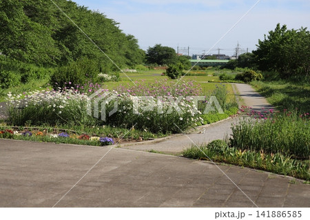 春の公園に咲く白いフランスギクの花とピンク色のムギセンノウなどの花々の風景 春の公園に咲く白いフランスギクの花とピンク色のムギセンノウなどの花々の風景 141886585