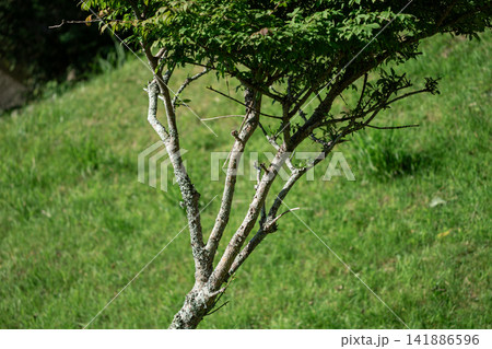 木 樹木 幹 新緑 緑 自然 公園 植物 樹皮 苔 地衣類 夏 クローズアップ 木 樹木 幹 新緑 緑 自然 公園 植物 樹皮 苔 地衣類 夏 クローズアップ 141886596