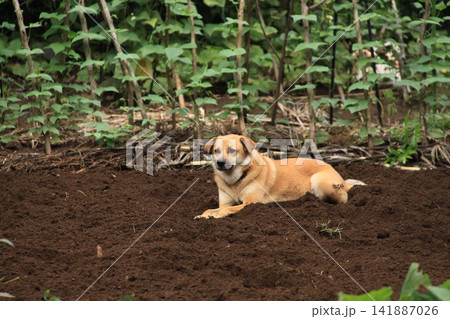 畑でのんびり番犬中の飼い犬 畑でのんびり番犬中の飼い犬 141887026