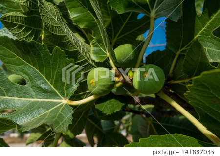 Fig Tree with Green Figs Against a Blue Sky Fig Tree with Green Figs Against a Blue Sky 141887035