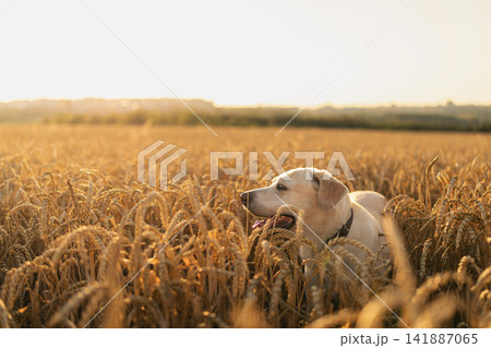 Labrador Retriever Dog Walking Through Golden Wheat Field on Sunny Summer Day Labrador Retriever Dog Walking Through Golden Wheat Field on Sunny Summer Day 141887065
