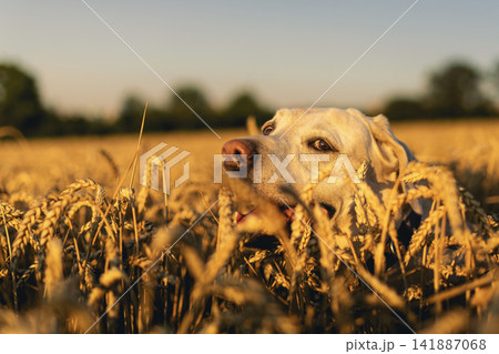 Labrador Retriever Dog Walking Through Golden Wheat Field on Sunny Summer Day Labrador Retriever Dog Walking Through Golden Wheat Field on Sunny Summer Day 141887068