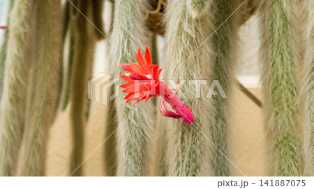 Flowering Cactus with Vibrant Red Bloom Flowering Cactus with Vibrant Red Bloom 141887075