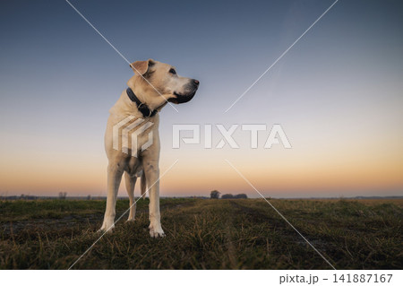 Senior Labrador Retriever standing on rural dirt road at sunrise Senior Labrador Retriever standing on rural dirt road at sunrise 141887167