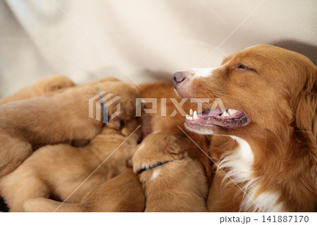 Female dog nursing Nova Scotia Duck Tolling Retriever puppies 141887170