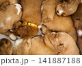 Nova Scotia Duck Tolling Retriever puppies sleeping together 141887188