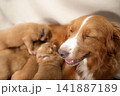 Female dog nursing Nova Scotia Duck Tolling Retriever puppies 141887189