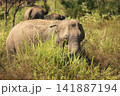 Herd of elephants grazing in Udawalawe National Park Sri Lanka 141887194
