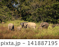 Herd of elephants grazing in Udawalawe National Park Sri Lanka 141887195