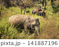 Herd of elephants grazing in Udawalawe National Park Sri Lanka 141887196