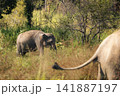 Herd of elephants grazing in Udawalawe National Park Sri Lanka 141887197