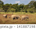 Herd of elephants grazing in Udawalawe National Park Sri Lanka 141887198