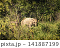 Herd of elephants grazing in Udawalawe National Park Sri Lanka 141887199