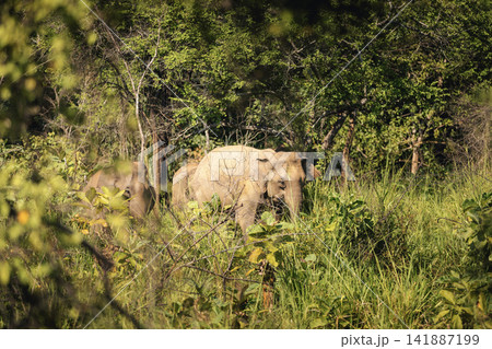 Herd of elephants grazing in Udawalawe National Park Sri Lanka Herd of elephants grazing in Udawalawe National Park Sri Lanka 141887199