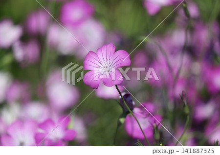 春の公園に咲くピンク色のムギセンノウの花 春の公園に咲くピンク色のムギセンノウの花 141887325