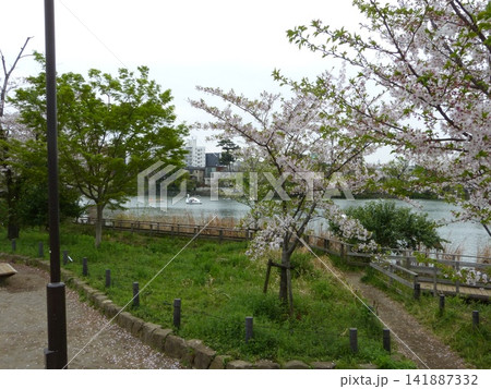 大田区立洗足池公園 東急池上線洗足池駅 東京都大田区南千束 東京都指定名勝 水生植物園 大田区立洗足池公園 東急池上線洗足池駅 東京都大田区南千束 東京都指定名勝 水生植物園 141887332