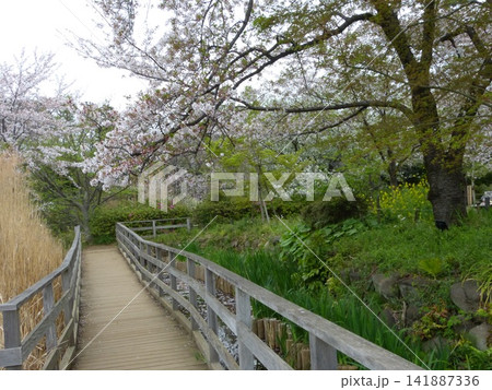 大田区立洗足池公園  東急池上線洗足池駅　東京都大田区南千束　東京都指定名勝　水生植物園  141887336