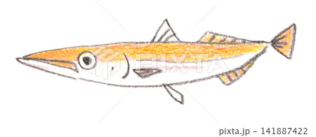 アカカマスの色鉛筆画 アカカマスの色鉛筆画 141887422