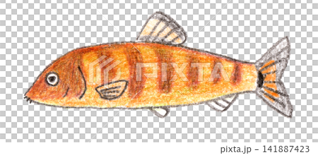 用色鉛筆繪製的香魚（一種魚）。 141887423