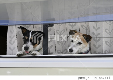 キャンピングカーの窓から外を眺める2匹の愛犬 ジャックラッセルテリア キャンピングカーの窓から外を眺める2匹の愛犬 ジャックラッセルテリア 141887441