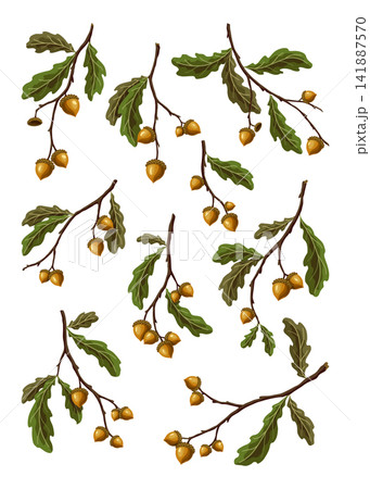 Oak branches with acorns and green leaves 141887570