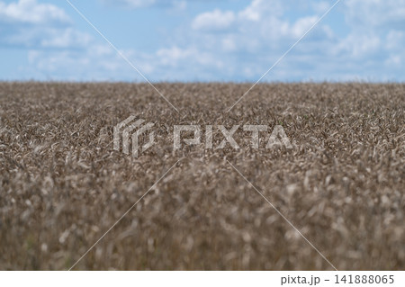 Golden waves of a wheat field swaying gently under a bright blue sky 141888065