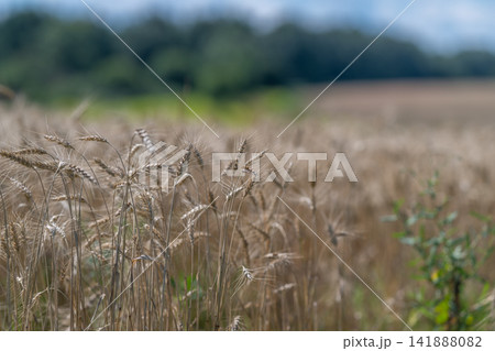 Golden waves of wheat sway gently under the blue sky near a lush green forest in summer's warmth Golden waves of wheat sway gently under the blue sky near a lush green forest in summer's warmth 141888082