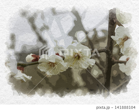 水彩画風 玉島 梅の花 岡山県倉敷市 水彩画風 玉島 梅の花 岡山県倉敷市 141888104