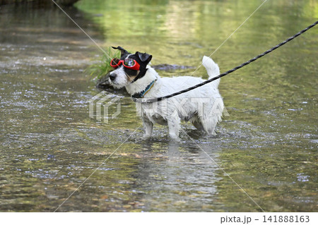 愛犬と川遊び ゴーグルをするカッコいいジャックラッセルテリア (ブロークンコート) 愛犬と川遊び ゴーグルをするカッコいいジャックラッセルテリア (ブロークンコート) 141888163