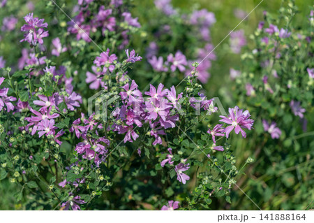 Vibrant wildflowers bloom in a lush green meadow during a sunny afternoon 141888164