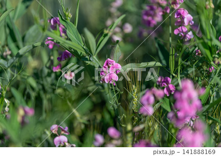 Vibrant pink wildflowers bloom amidst green grass under warm sunlight in a serene natural setting Vibrant pink wildflowers bloom amidst green grass under warm sunlight in a serene natural setting 141888169