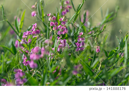 Vibrant wildflowers bloom in a sunny meadow creating a colorful tapestry of life and beauty during the warm afternoon hours 141888176