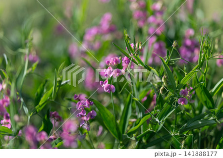 Vibrant purple flowers dance in the gentle breeze amidst a lush green field under the warm sunlight of a late afternoon Vibrant purple flowers dance in the gentle breeze amidst a lush green field under the warm sunlight of a late afternoon 141888177