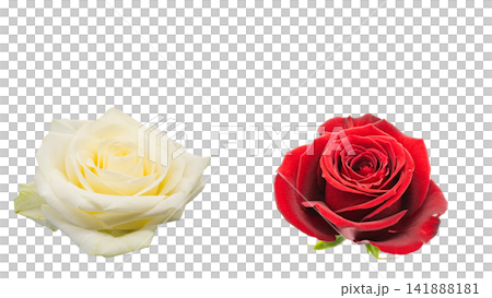 Set of two red and white roses (transparent background, macro function included) Set of two red and white roses (transparent background, macro function included) 141888181
