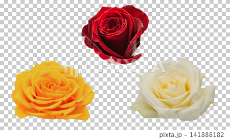 Set of three roses (red, yellow, and white) - transparent background, macro function. Set of three roses (red, yellow, and white) - transparent background, macro function. 141888182