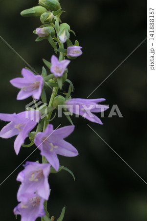 Purple Bellflower Inflegrescence Blossoming on Dark Natural Background 141888187
