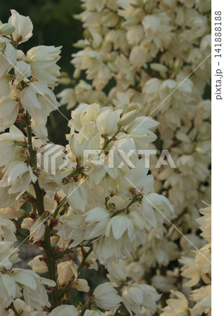 Blooming yucca plant with white bell-shaped flowers in garden Blooming yucca plant with white bell-shaped flowers in garden 141888188