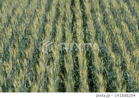 Golden fields stretch endlessly under the sun showcasing rows of ripe wheat swaying gently in the breeze during a warm summer afternoon Golden fields stretch endlessly under the sun showcasing rows of ripe wheat swaying gently in the breeze during a warm summer afternoon 141888204