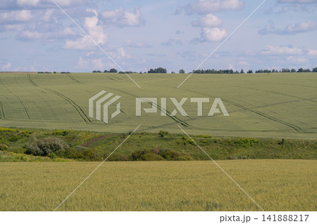 Vast green fields stretch against a serene sky with fluffy clouds on an idyllic afternoon Vast green fields stretch against a serene sky with fluffy clouds on an idyllic afternoon 141888217