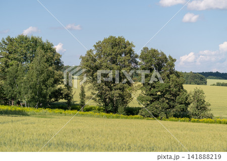 Sunlight glimmers on golden fields as lush trees sway gently in the breeze under a bright blue sky 141888219