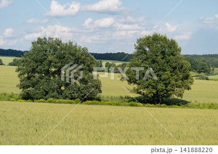 Two majestic trees stand tall in a vibrant green field under a clear blue sky scattered with fluffy clouds on a sunny day Two majestic trees stand tall in a vibrant green field under a clear blue sky scattered with fluffy clouds on a sunny day 141888220