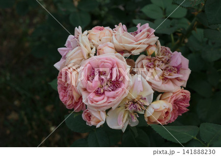 Cluster of gentle pink and peach garden roses blooming in garden Cluster of gentle pink and peach garden roses blooming in garden 141888230
